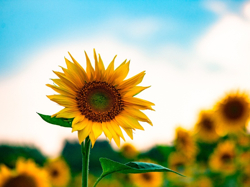Test
